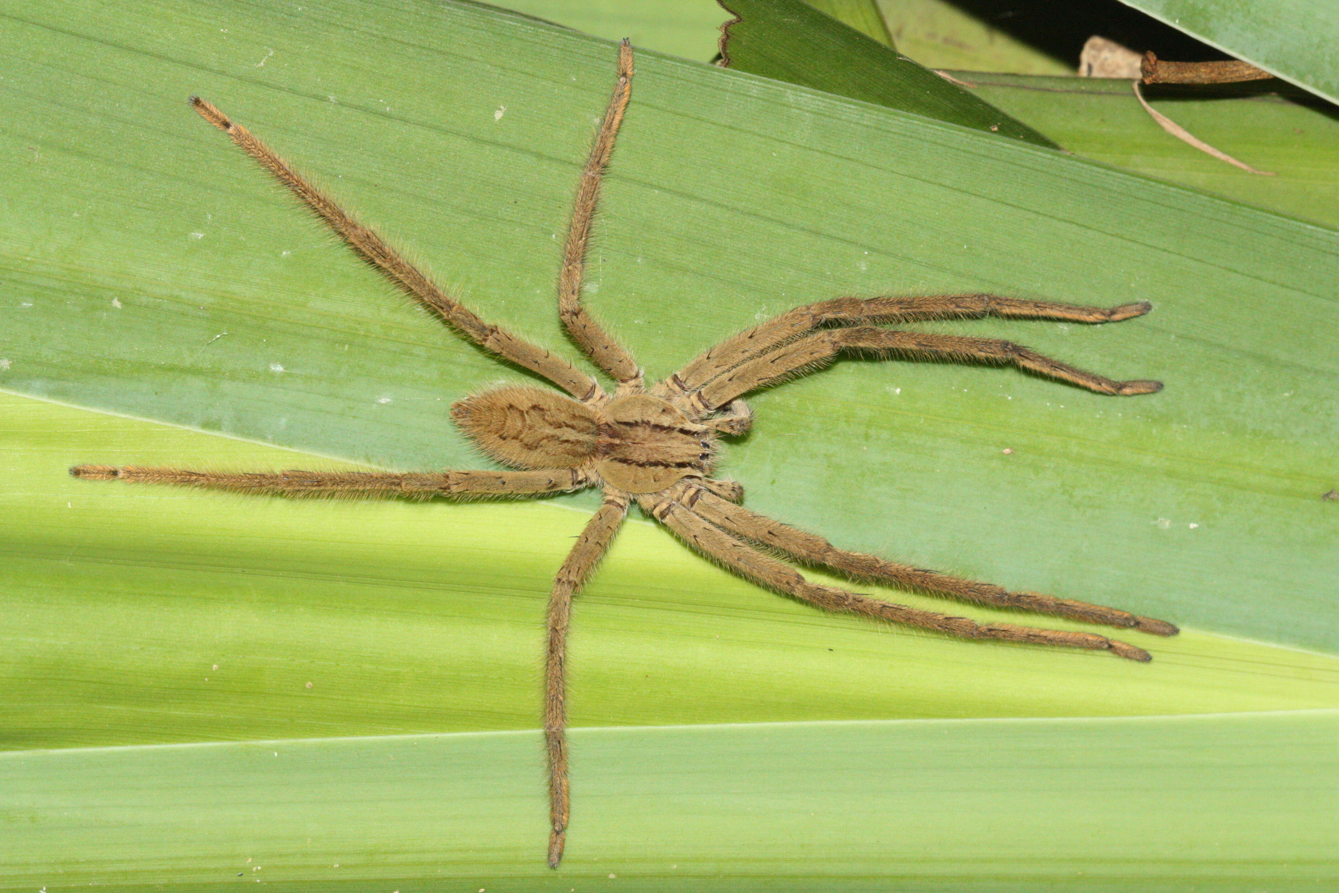 Image of Cupiennius salei (Keyserling 1877)