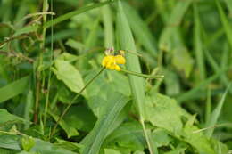 صورة Vigna reflexo-pilosa Hayata