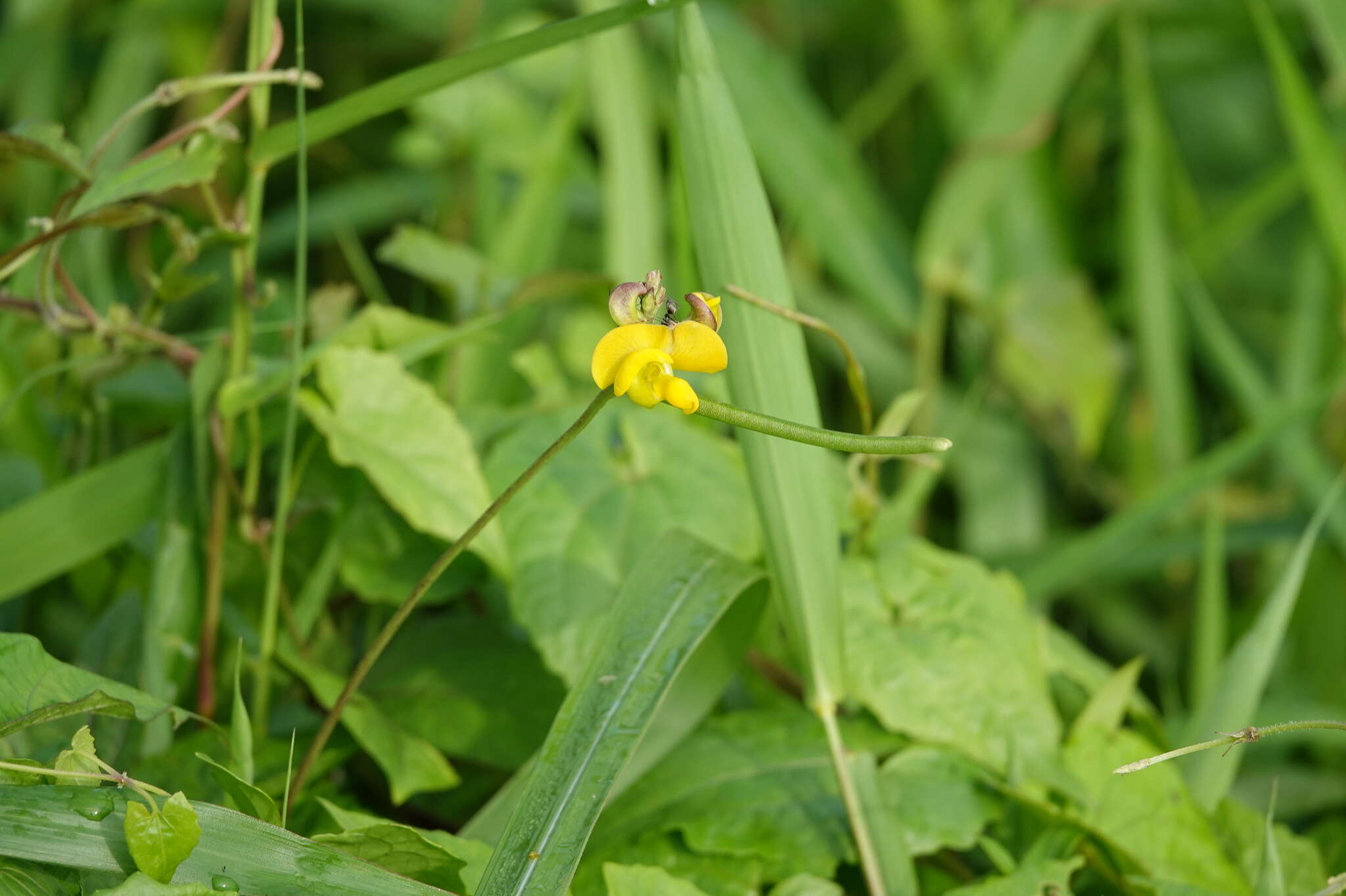 صورة Vigna reflexo-pilosa Hayata