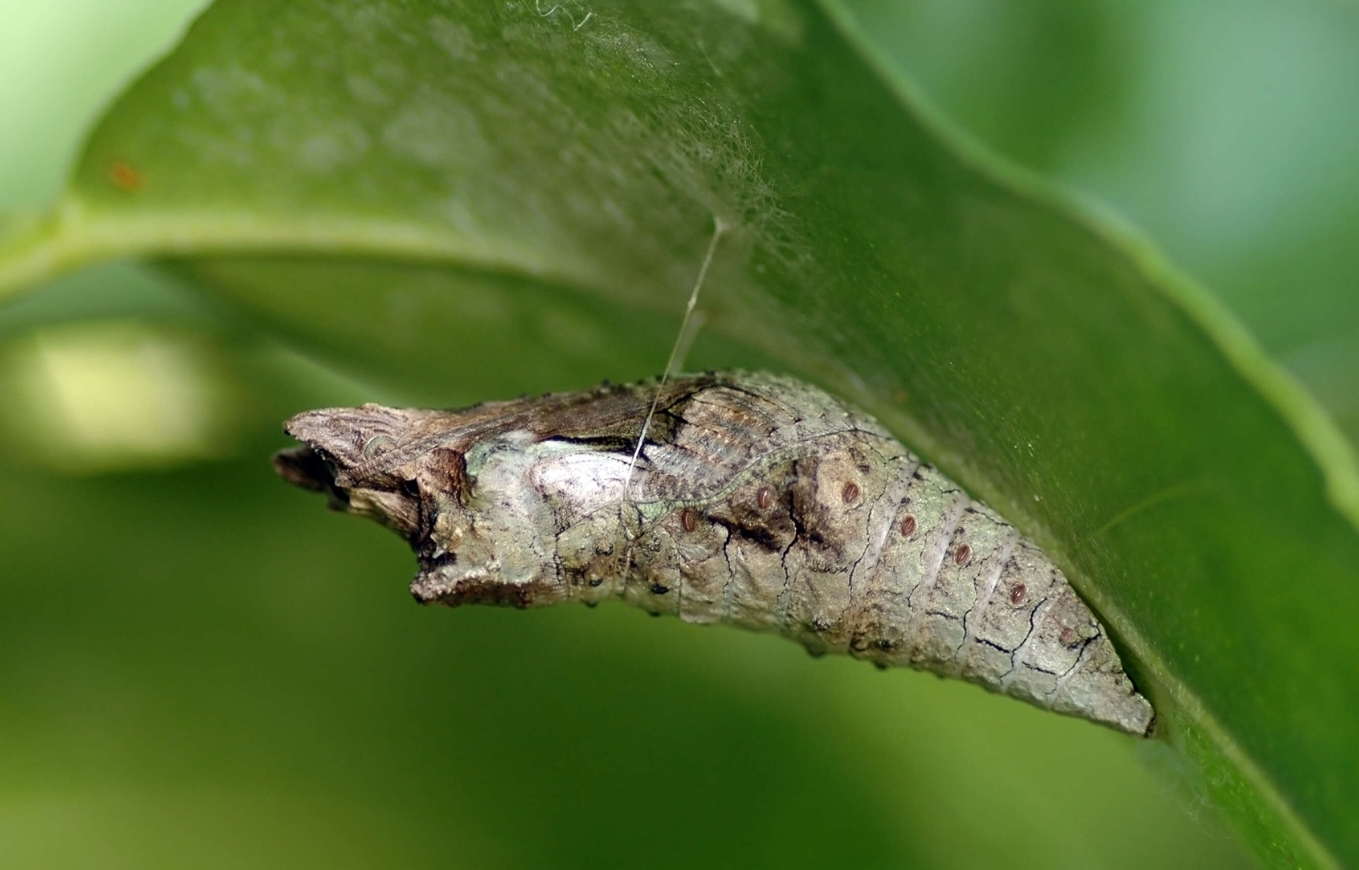 Image of Eastern Giant Swallowtail