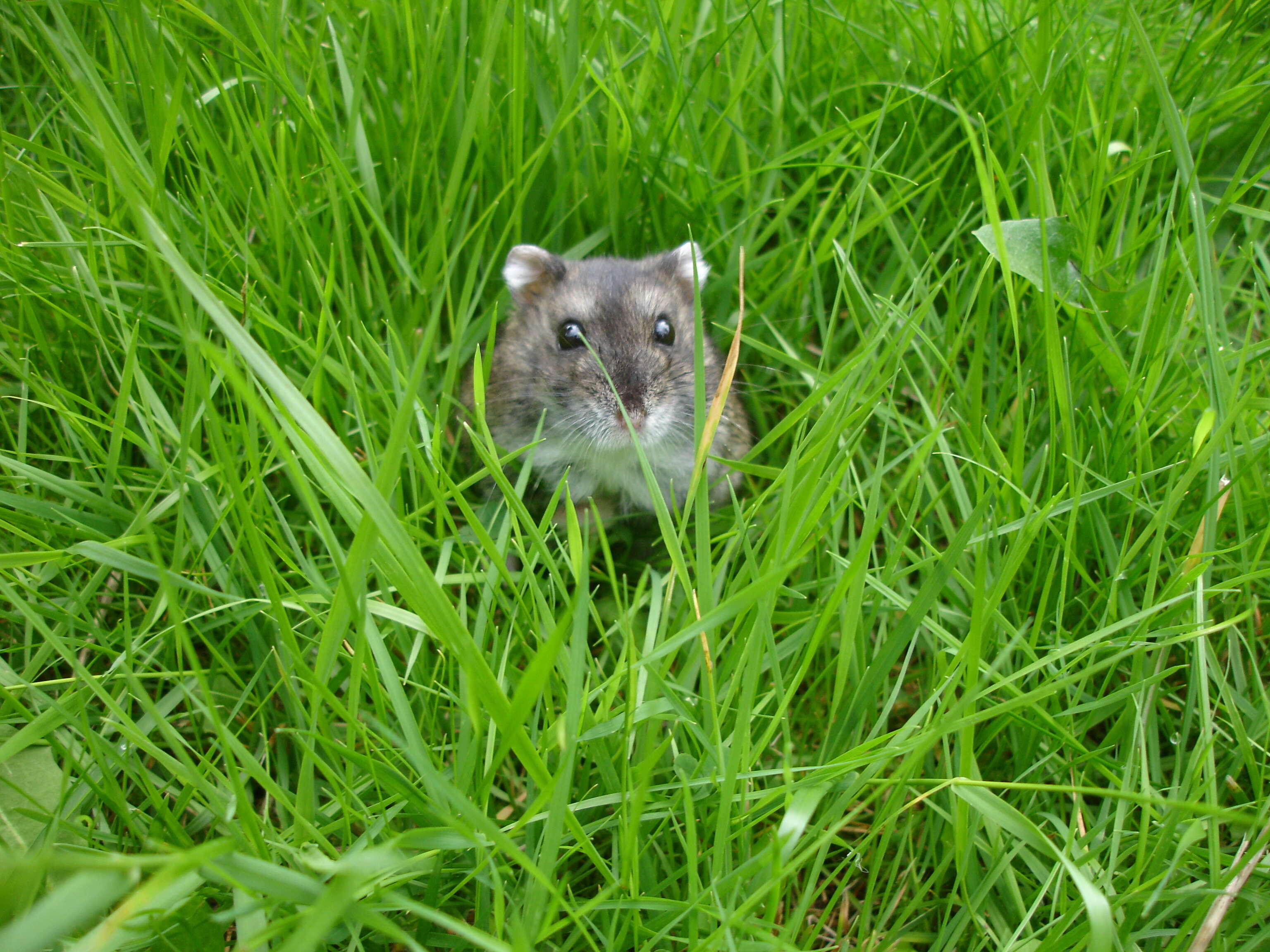 Campbell's Dwarf Hamster, NatureRules1 Wiki