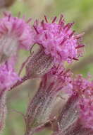 Image of Senecio purpureus L.