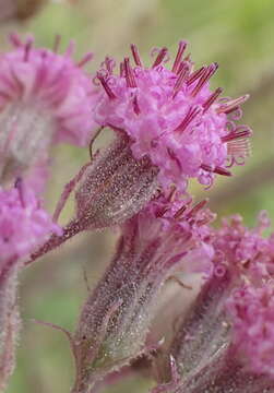 Image of Purple Ragwort