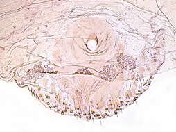 Image of Leucaspis lowi Colvée 1882