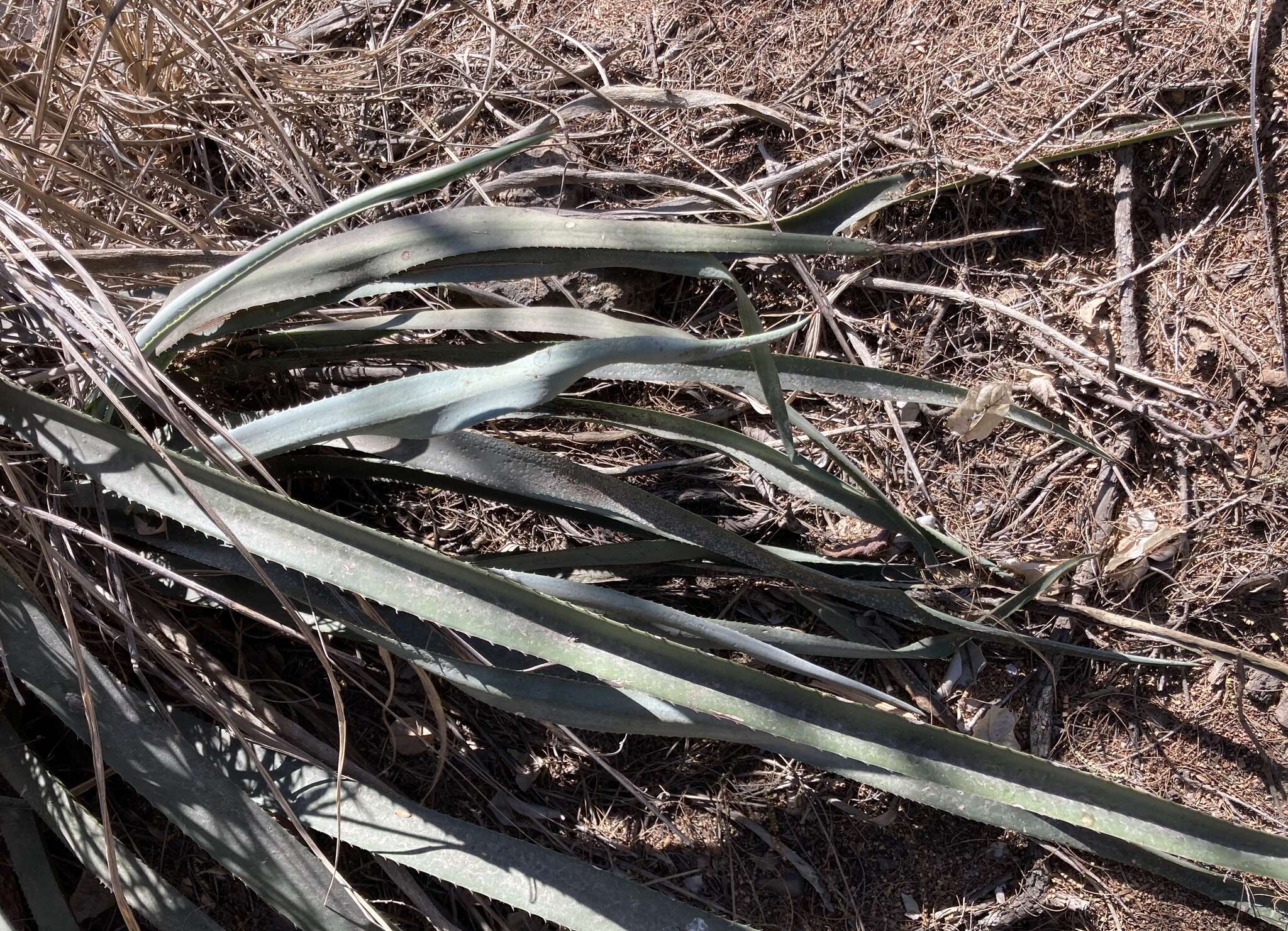 Слика од Agave stringens Trel.