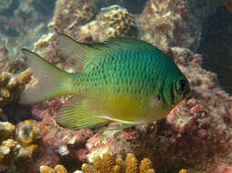 Image of White-belly damsel