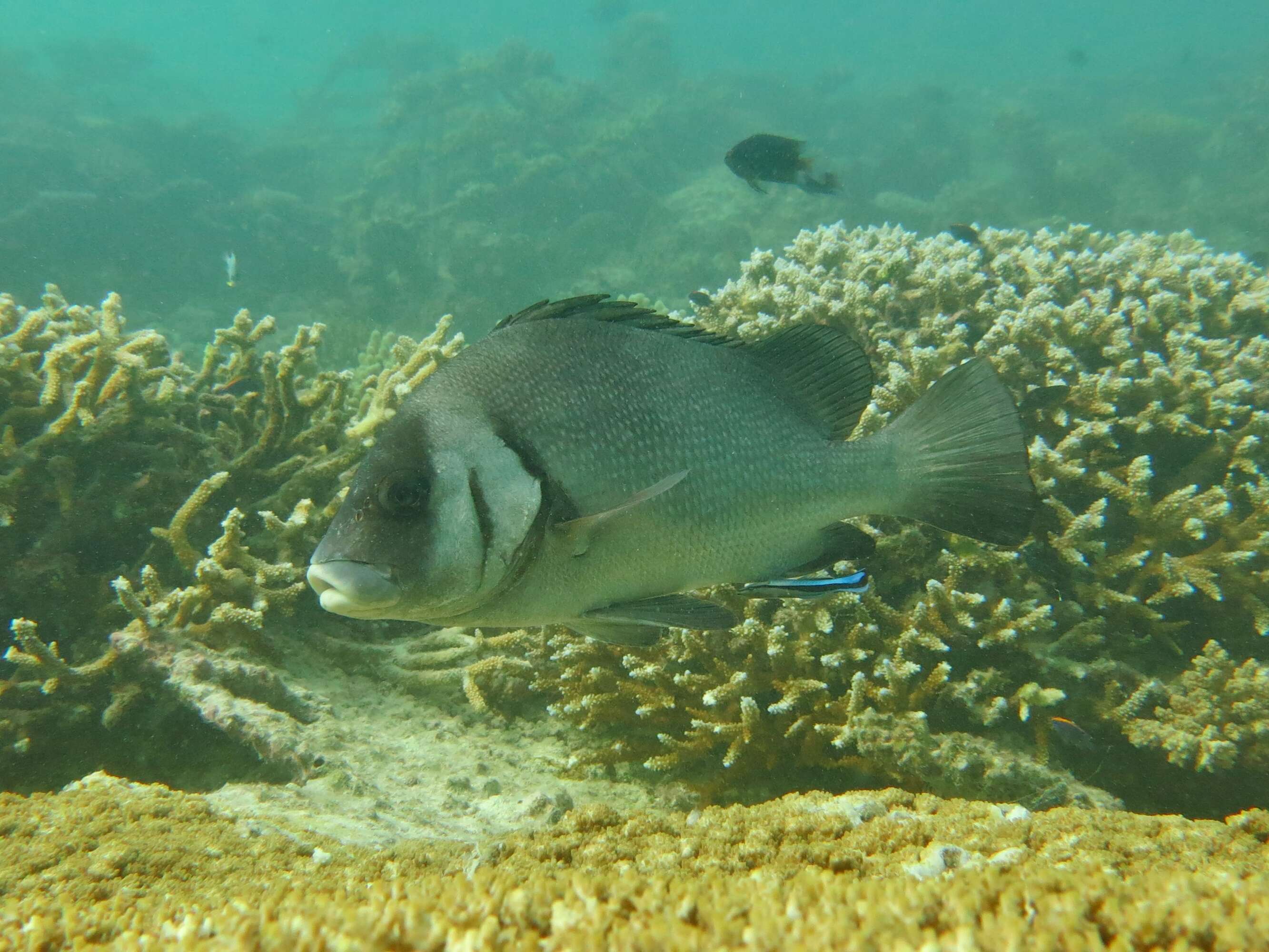 Image of Brown Sweetlips