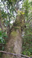 Image of Huon pine
