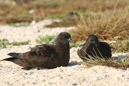 Image of Christmas Shearwater