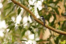 Image of Flycatcher-shrike