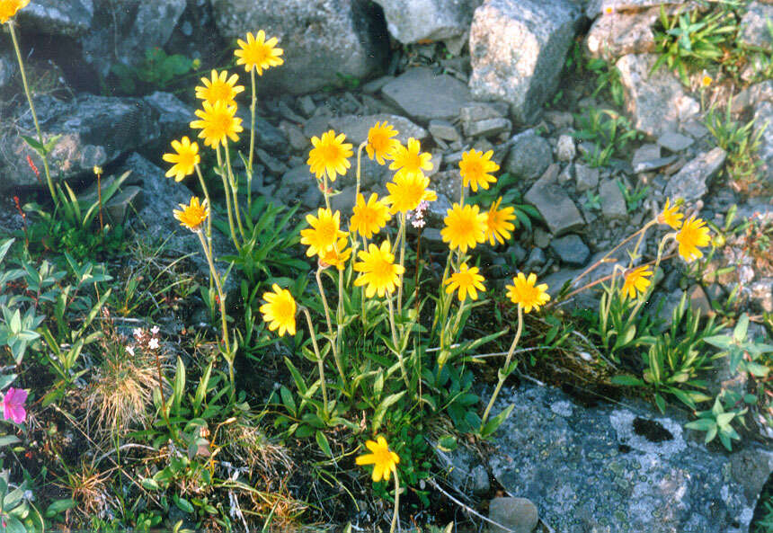 Image de Arnica angustifolia subsp. iljinii (Maguire) I. K. Ferguson