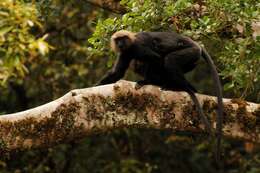 صورة Semnopithecus johnii (J. Fischer 1829)