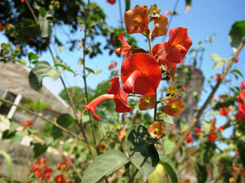 冬紅花屬的圖片