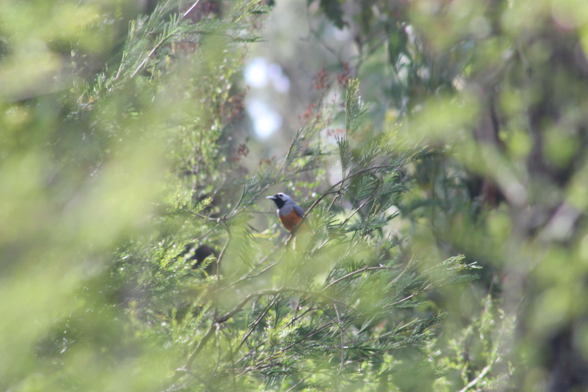 Image of Black-faced Monarch