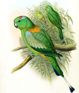 Image of Golden-mantled Racket-tail