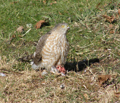 Image of Cooper's Hawk