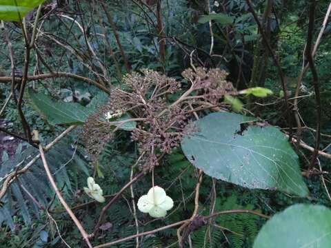 Sivun Hydrangea aspera Buch.-Ham. ex D. Don kuva