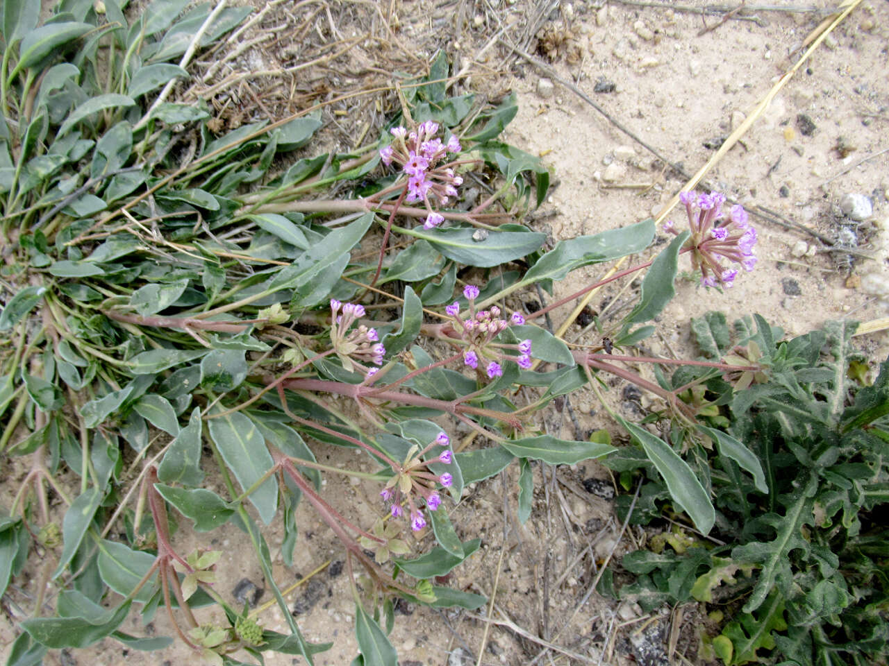 Image of Carleton's sand verbena