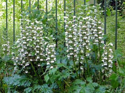 Imagem de Acanthus mollis L.