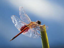 Image of Common Glider