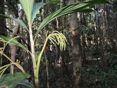 Image of Dypsis hildebrandtii (Baill.) Becc.