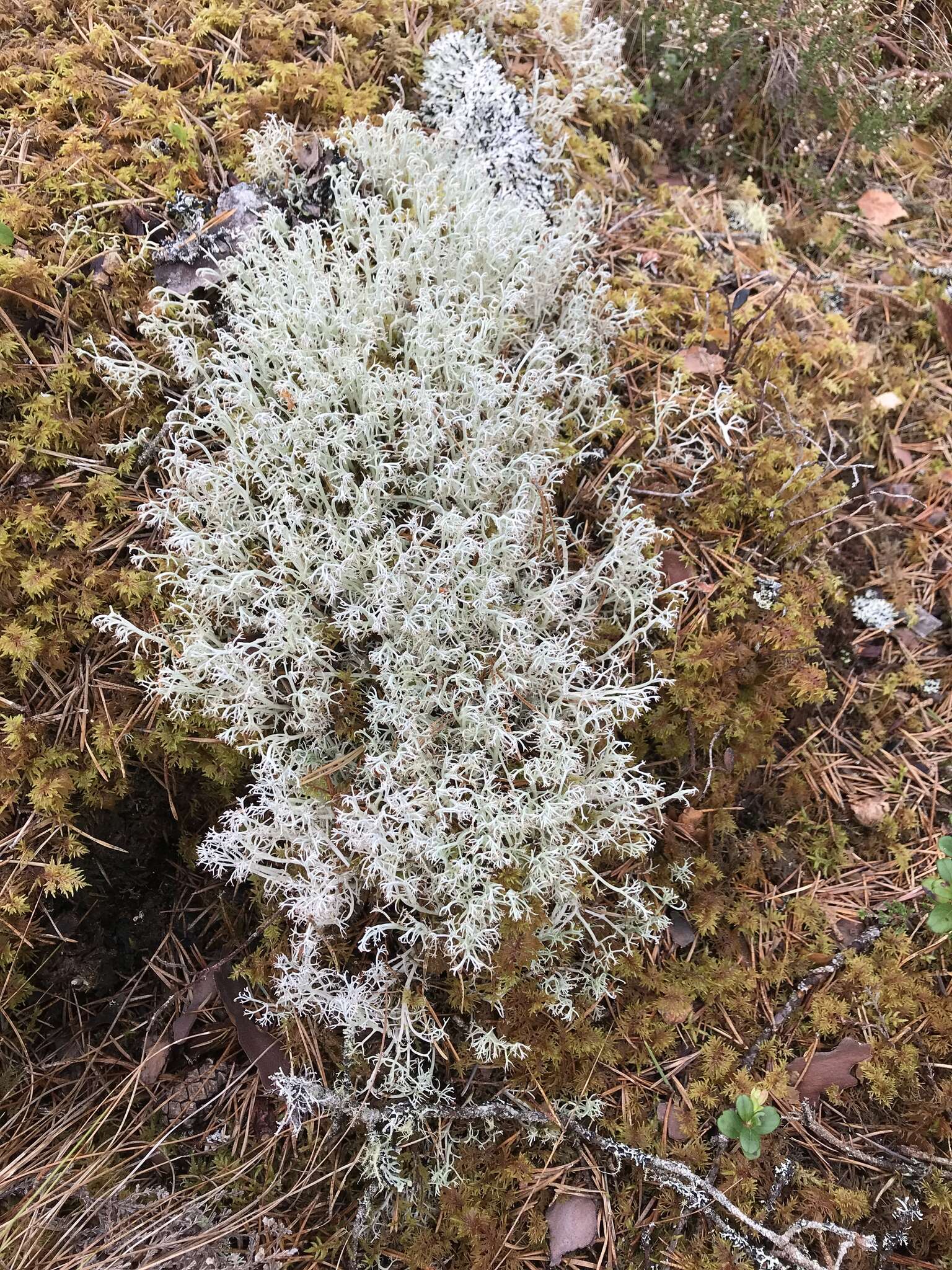 Image of reindeer lichen