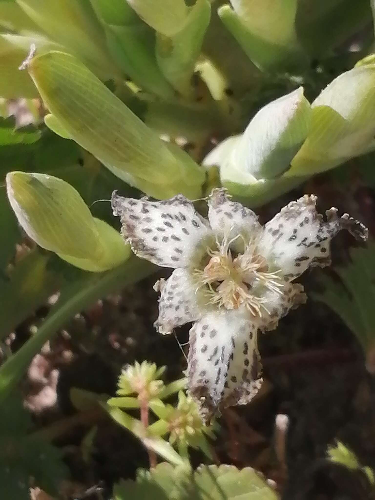 Image of Ferraria parva Goldblatt & J. C. Manning