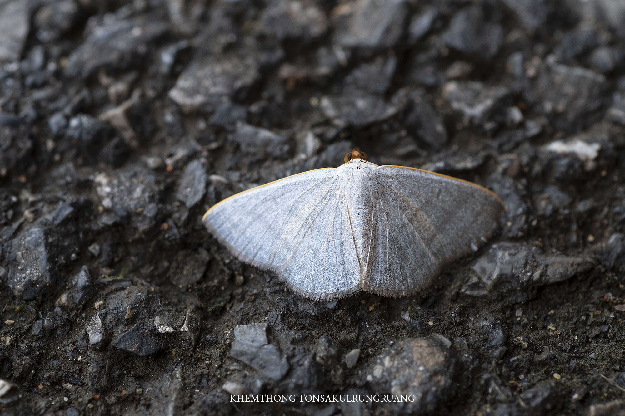 Image of Lomographa aluta Prout 1926