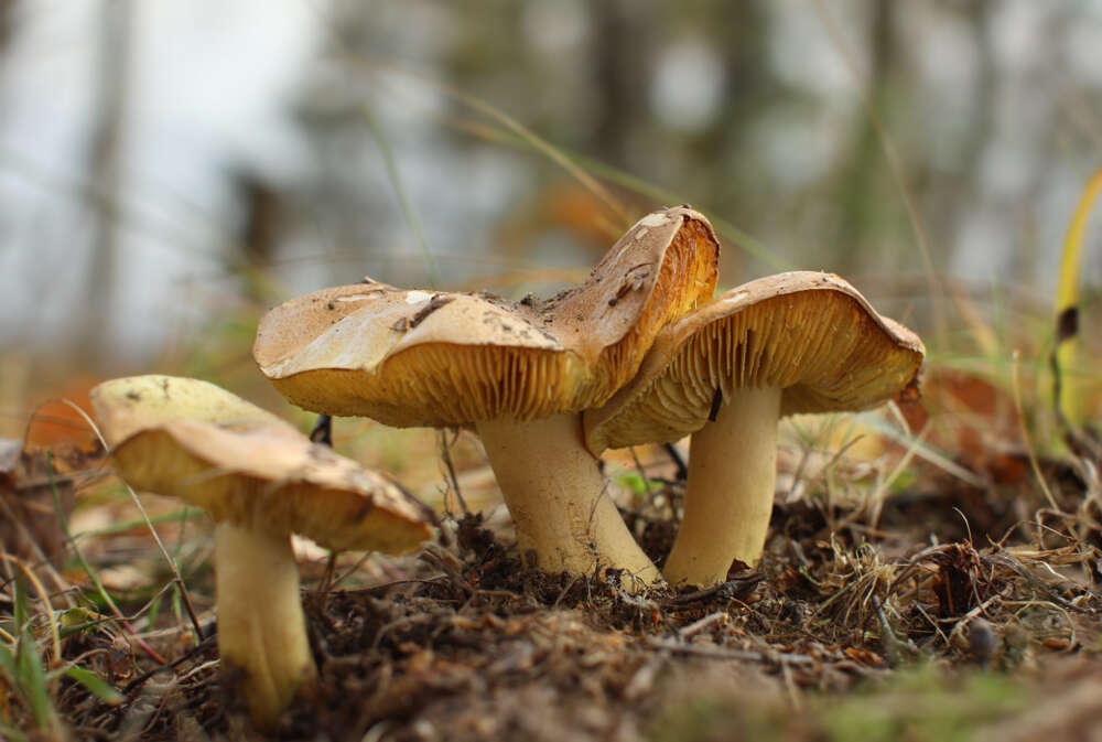 Image of Tricholoma frondosae Kalamees & Shchukin 2001