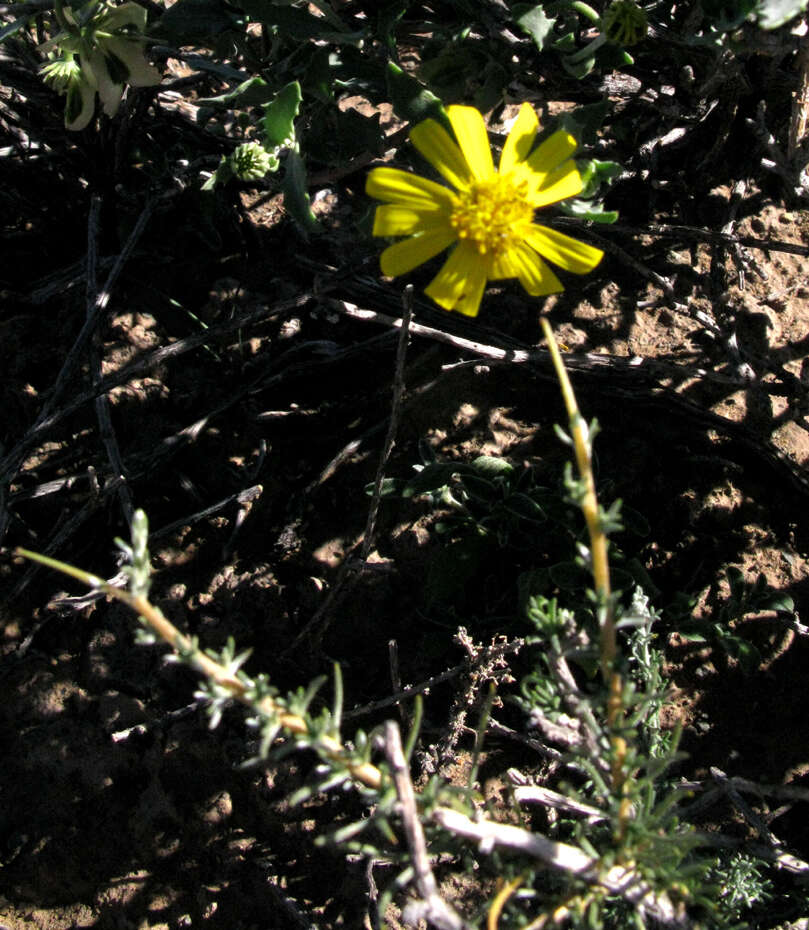 Image of Osteospermum microphyllum DC.