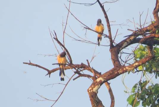 Image of Rufous Treepie