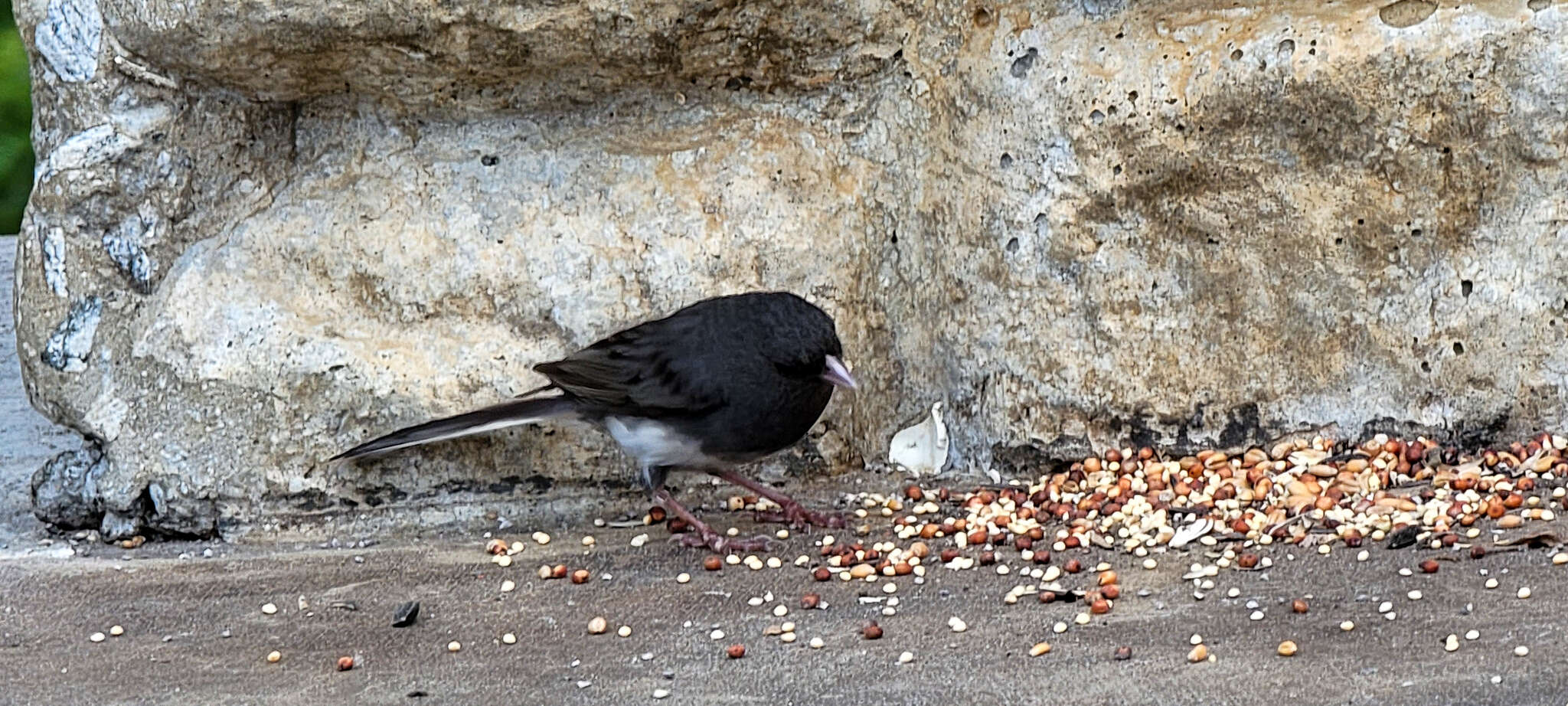 Image of Junco hyemalis carolinensis Brewster 1886