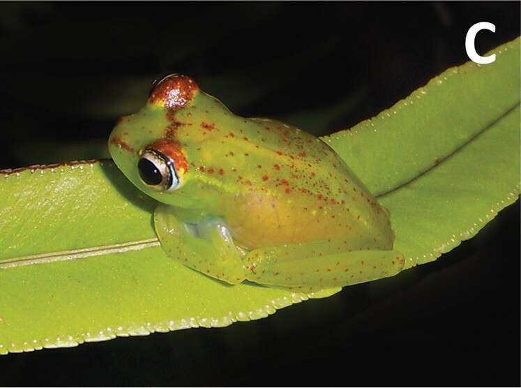 Image of Boophis ankarafensis Penny, Andreone, Crottini, Holderied, Rakotizafy, Schwitzer & Rosa 2014