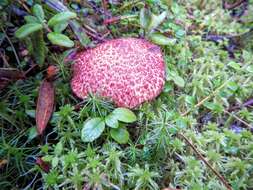 Image of Clinton’s boletus