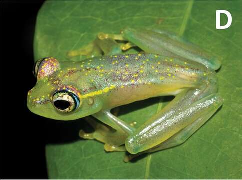 Image of Boophis ankarafensis Penny, Andreone, Crottini, Holderied, Rakotizafy, Schwitzer & Rosa 2014