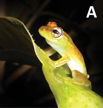 Image of Boophis ankarafensis Penny, Andreone, Crottini, Holderied, Rakotizafy, Schwitzer & Rosa 2014