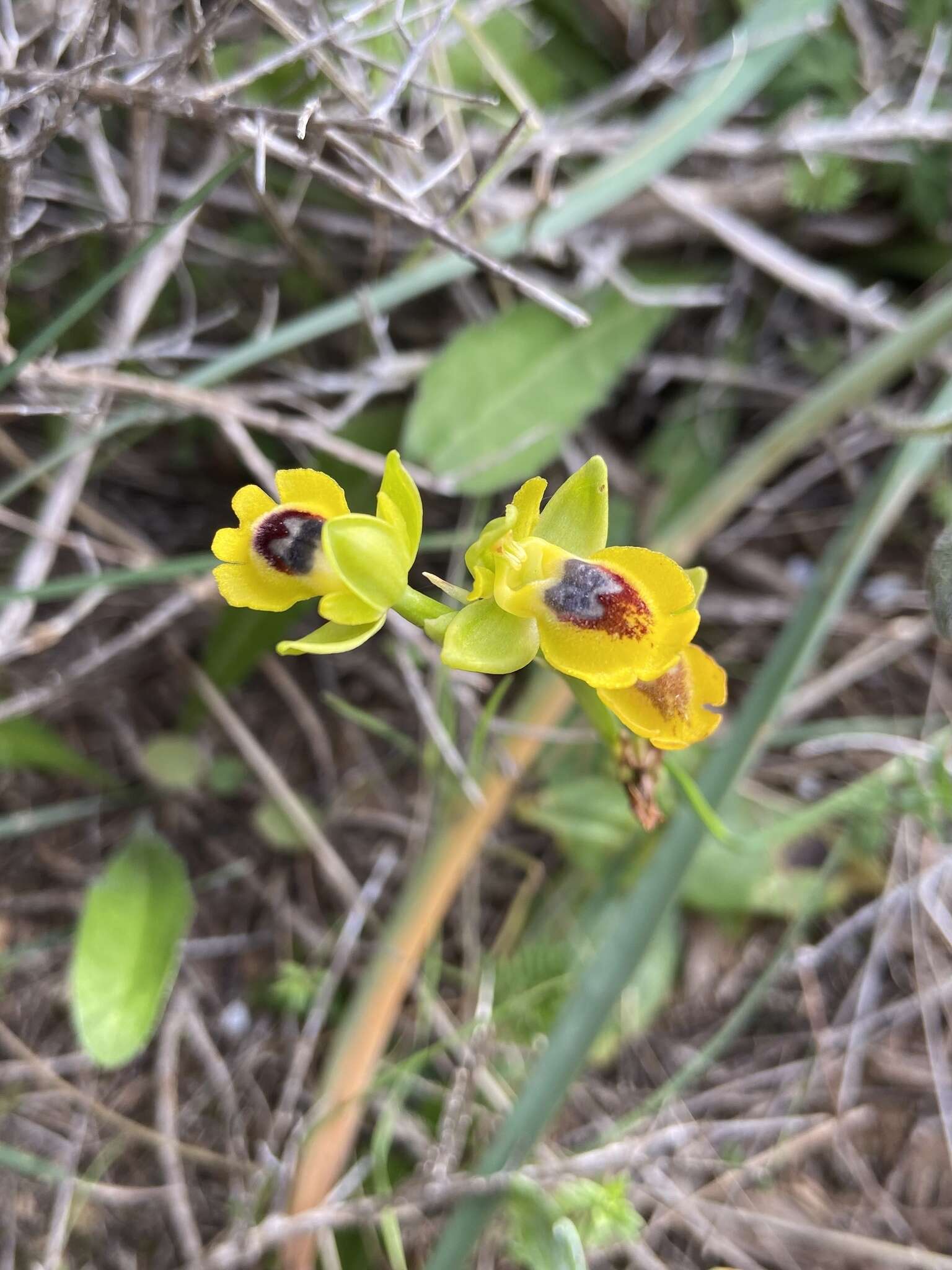 Image of Ophrys lutea subsp. lutea