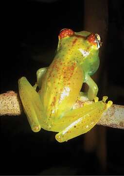 Image of Boophis ankarafensis Penny, Andreone, Crottini, Holderied, Rakotizafy, Schwitzer & Rosa 2014