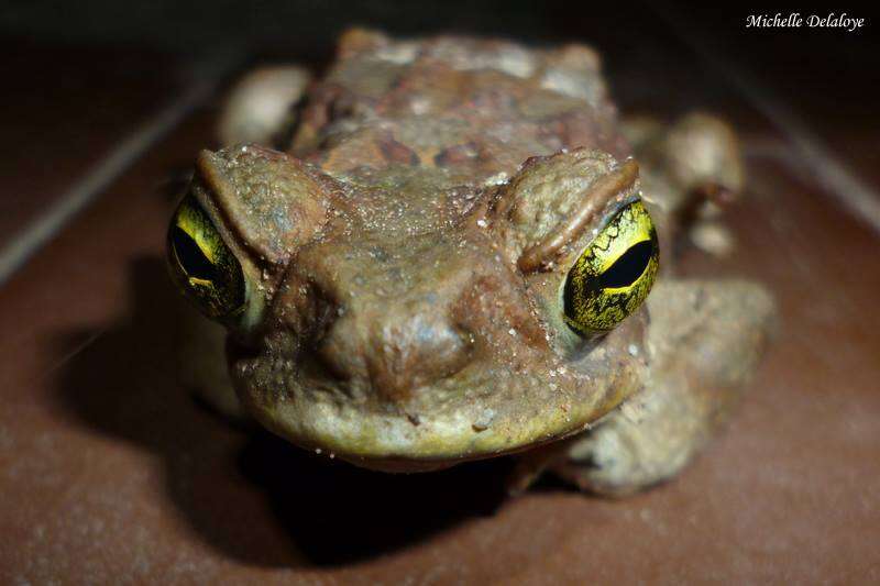 Rhinella arenarum (Hensel 1867)的圖片