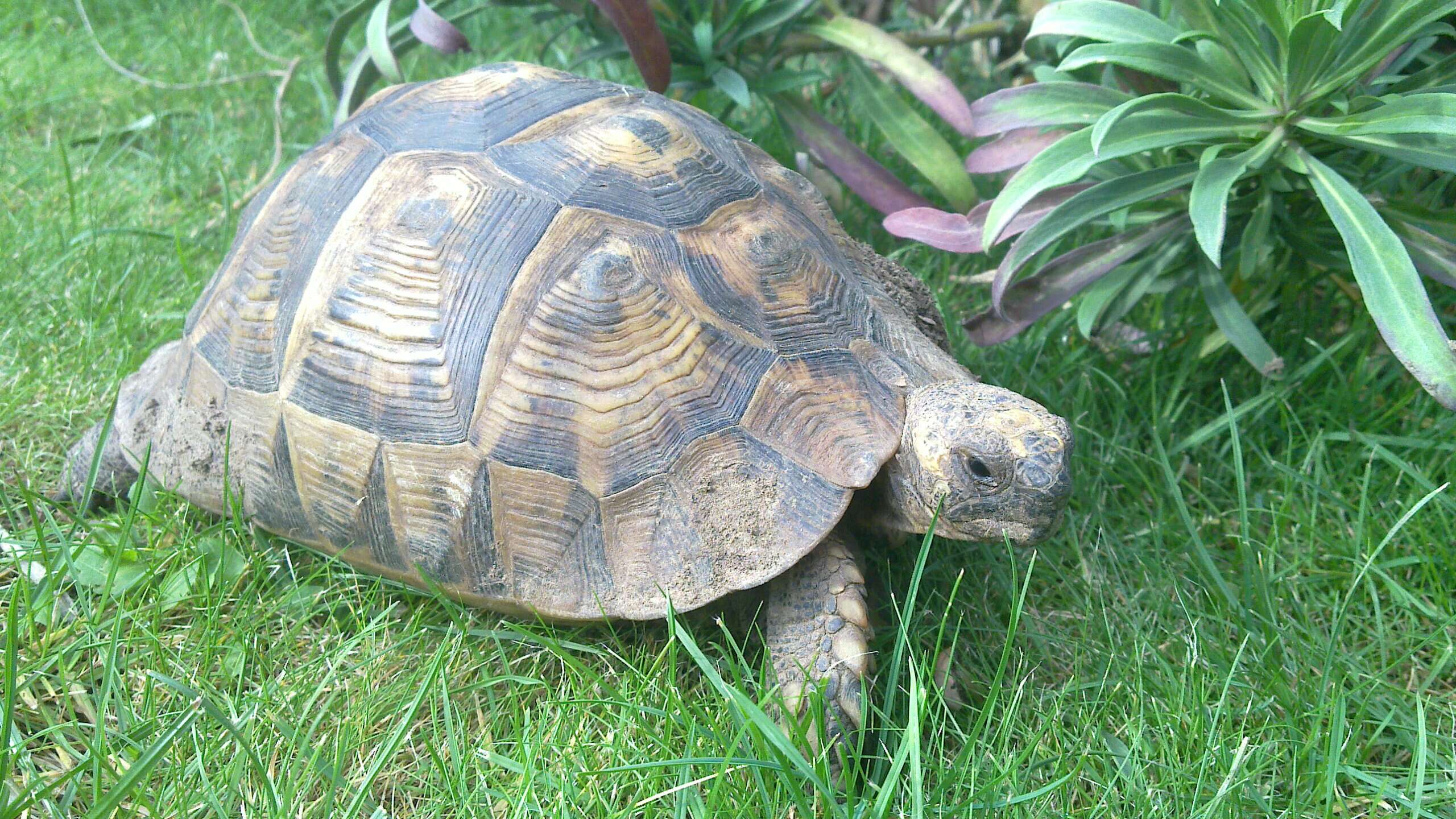 Image of Hermann's Tortoise