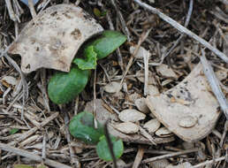 Image of winter squash