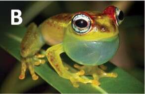 Image of Boophis ankarafensis Penny, Andreone, Crottini, Holderied, Rakotizafy, Schwitzer & Rosa 2014