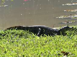 Image of Broad-snouted Caiman