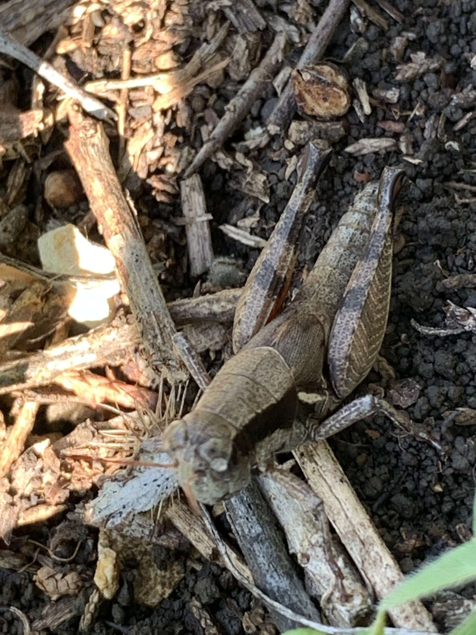 Image of Melanoplus flabellatus (Scudder & S. H. 1878)