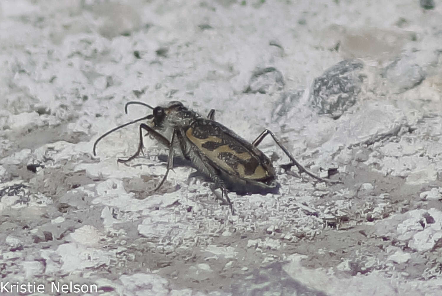 Image of Short-legged Tiger Beetle