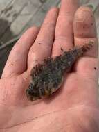 Image of Feather Blenny