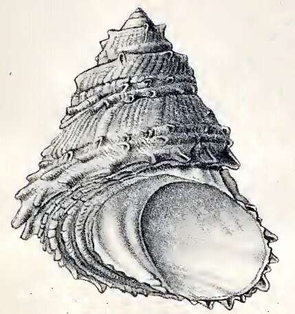 Image of carved starsnail