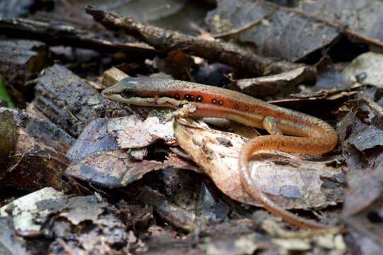 Image of White-Striped Eyed Lizard)