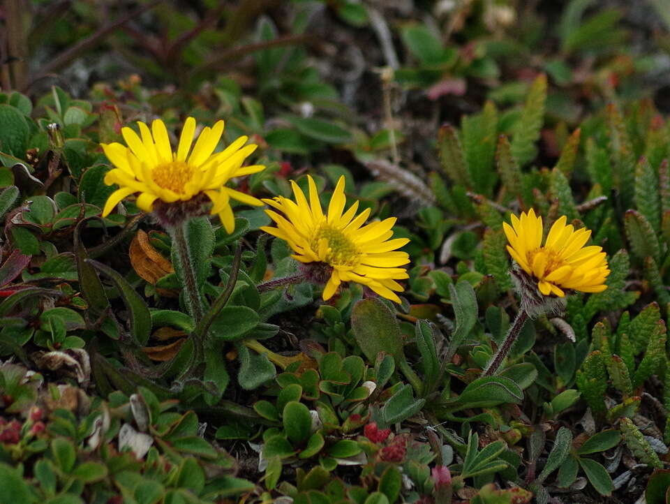 Image of alpine yellow fleabane