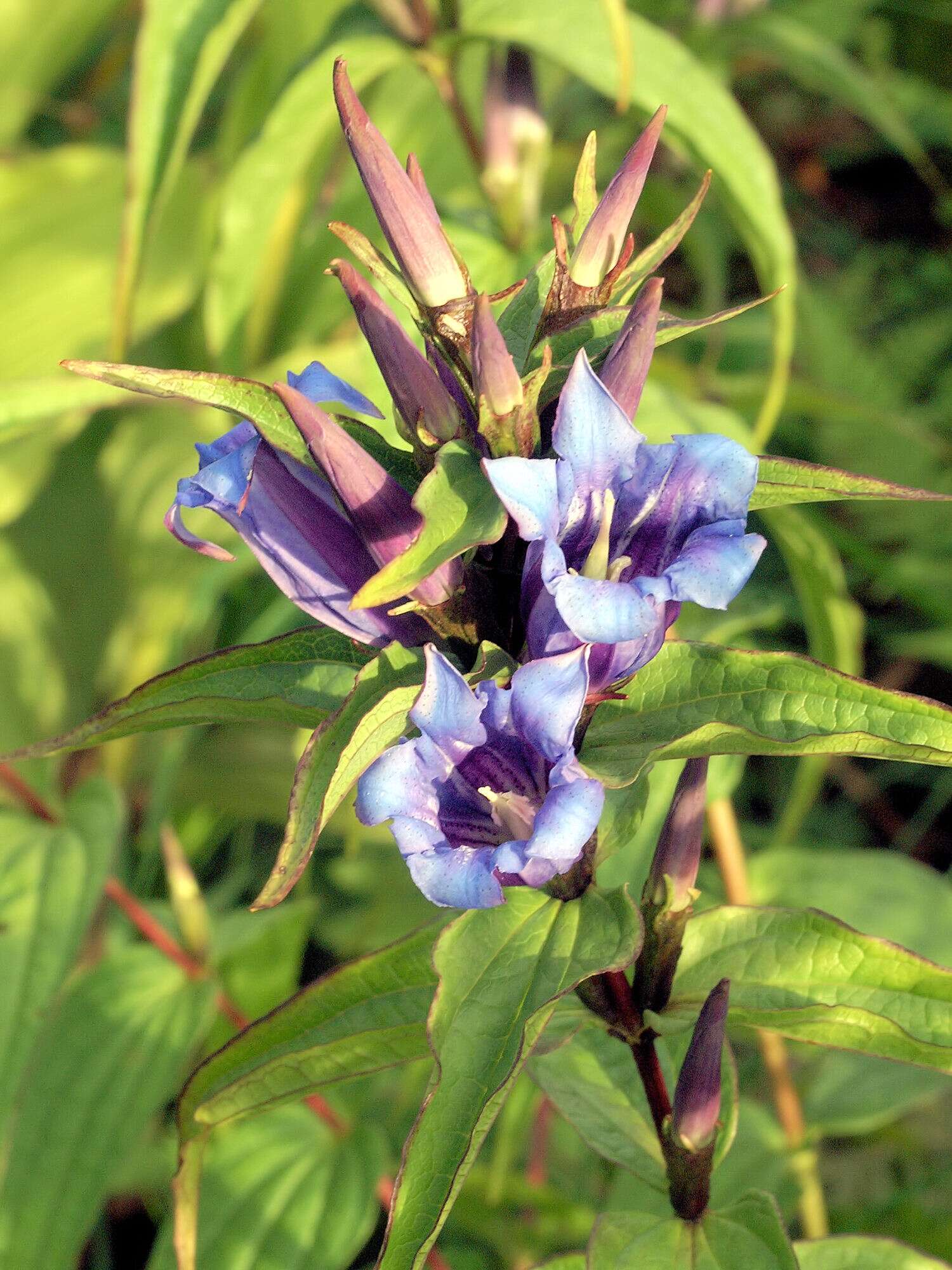 Image of Gentiana asclepiadea L.